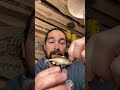 Video Thumbnail for Storm Lures BEST Flutter Tails I Have Used For Walleye!