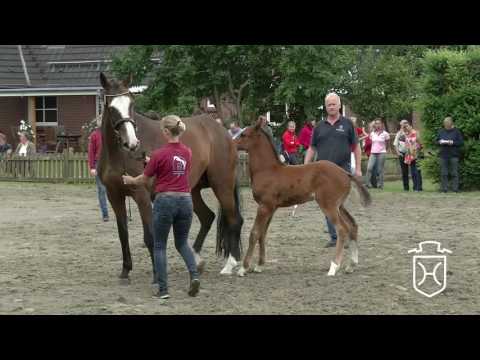 HEI027 Hengstfohlen von Casall - Cassini I - Barinello