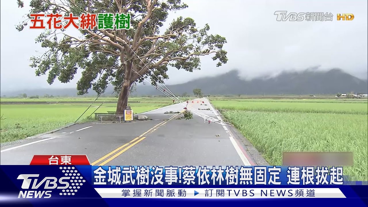 變伯朗大海!池上雨量驚人 稻田全遭淹沒