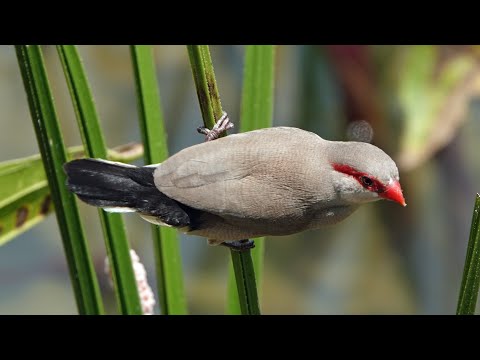 Astrilda sivá (Estrilda troglodytes) — starostlivosť, voliéra a kŕmenie