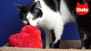 Cat doesn't like Valentine's Day