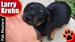 How to stop puppy biting, especially Rottweiler puppies