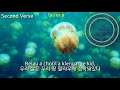 National Anthem Of Palau Belau Rekid Palau Anthem 팔라우의 국가