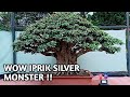 MELIHAT DETAIL IPRIK SILVER SUPER BIG MILIK H EDIN TASIKMALAYA