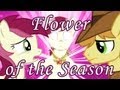 Flower of the Season - animated storyboard 