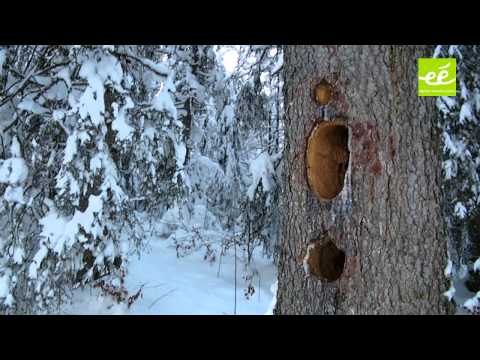 Aperçu vidéo du séjour Week-end Trappeur Jura en Jura