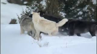 Love happiness and playtime ❤🐾