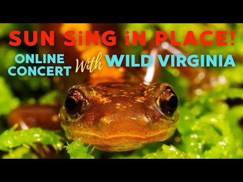 SUN SiNG iN PLACE #9: An ARTivism Online Concert With Wild Virginia - September 17th, 2020