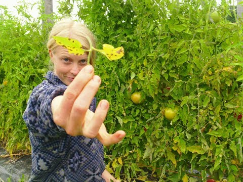 , title : 'Tomato Late Blight, Early Blight & Septoria Leaf Spot: ID & Organic Management'