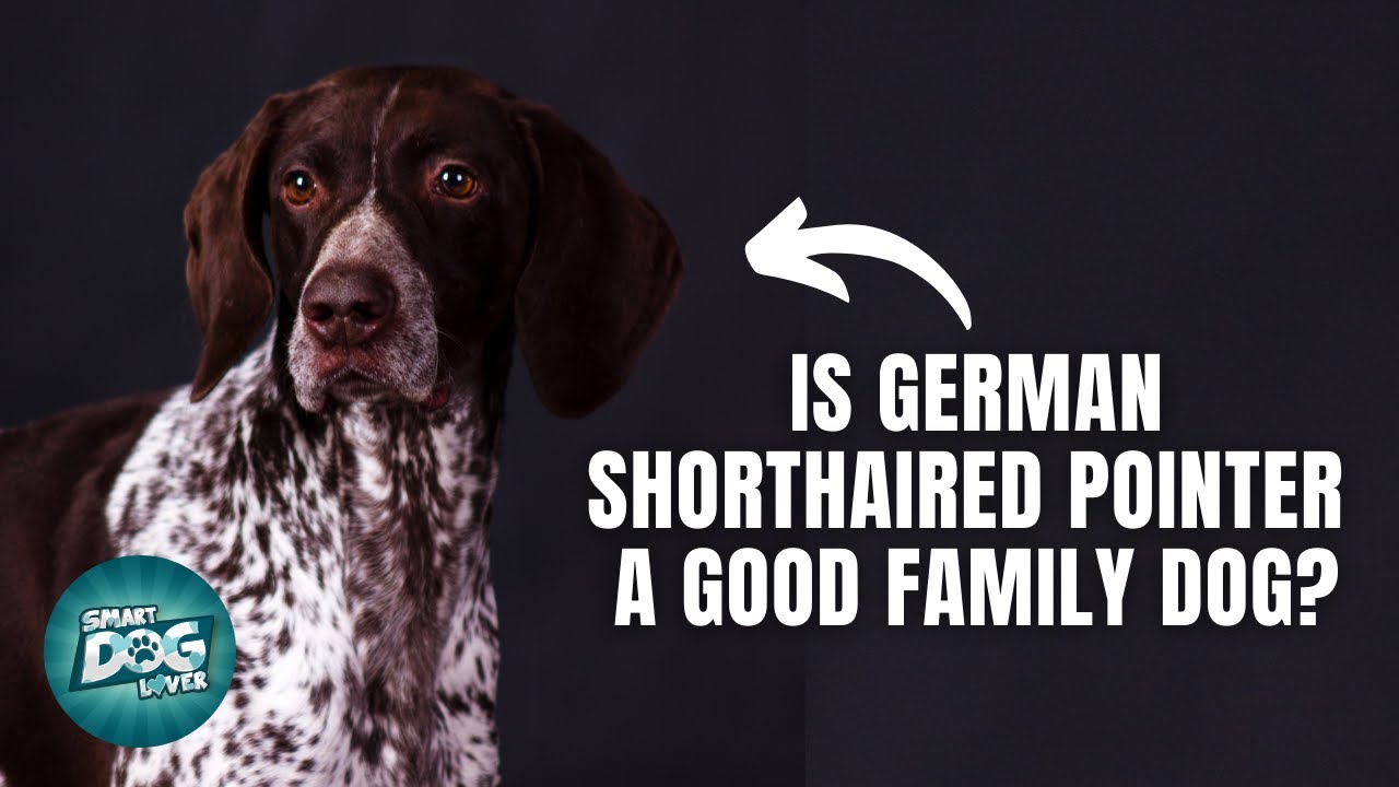 12 Things Only German Shorthaired Pointer Owners Understand