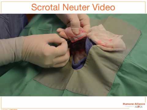 What’s Trending in High Quality, High Volume Spay Neuter? - conference recording