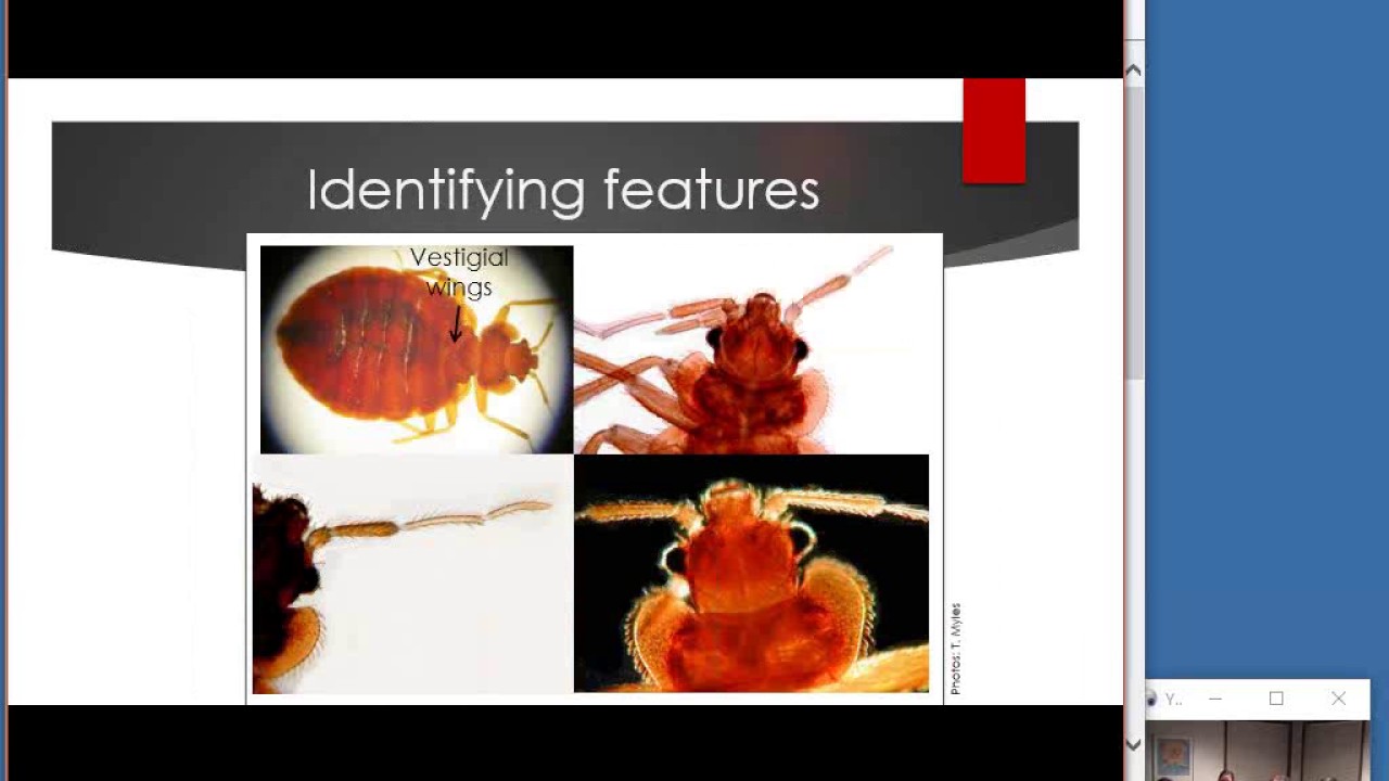 NCompass Live  EGAD! Bed Bugs in the Library?