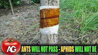 This will quickly get rid of aphids and ants on trees