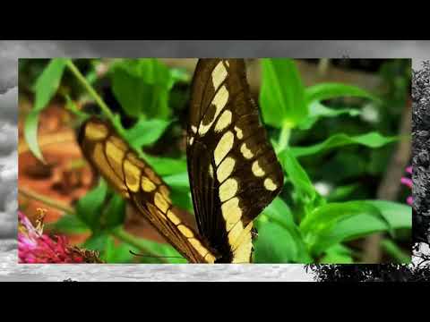 Saber ganhar,saber perder