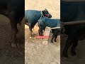 Buffalobull Buffalomeeting Buffalo And Buffalo BuLL Neachural Amejing Meeting Video