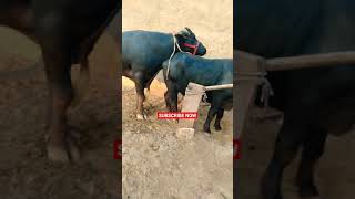 Download lagu #buffalobull #buffalomeeting buffalo and Buffalo BuLL neachural amejing meeting video mp3 Download lagu #buffalobull #buffalomeeting buffalo and Buffalo BuLL neachural amejing meeting video mp3