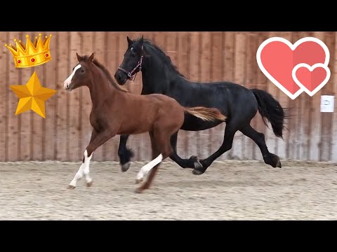 Made for each other!❤️ Queen👑Uniek & Rising Star⭐ together in the inside arena | Friesian Horses