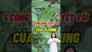 Download lagu 5 Amazing Uses of Fig Leaves #nutrition #dsdaiminh #shorts #health mp3