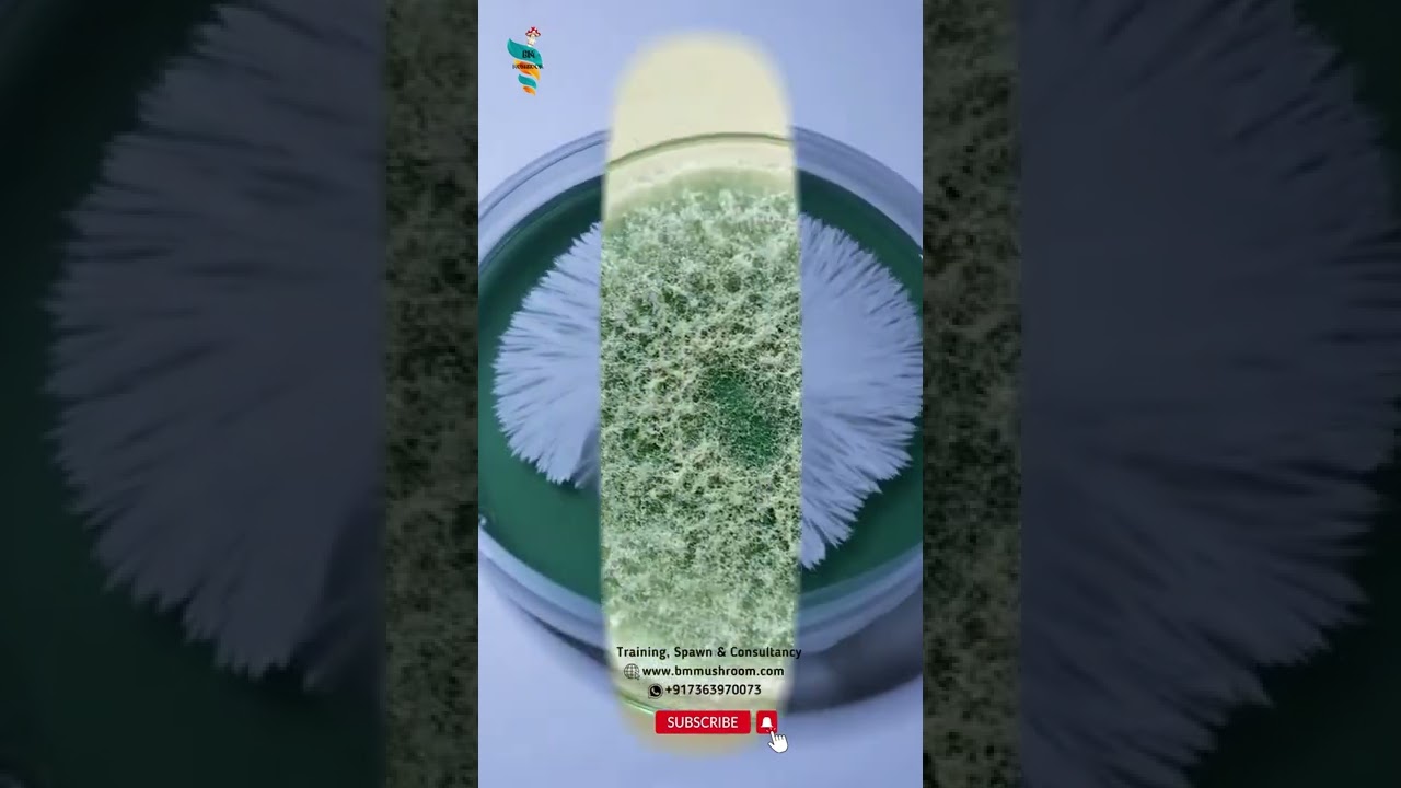 Green mold Vs Mycelium Spot the Difference