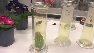 Eigenschaften von Eigenschaften von Chlor