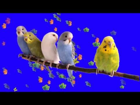 Хромакей попугаи