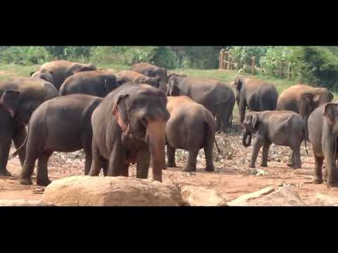 Pinnawala Elephant orphanage part 01 in Sri Lanka