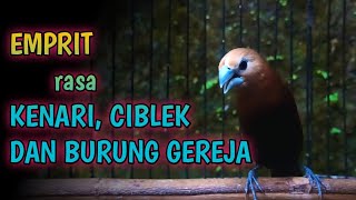 Download lagu emprit bird examines gacor stuffed with canaries and sparrows for masters - white headed munia mp3