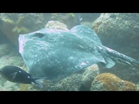 Poor Knights Islands, New Zealand, December 2016