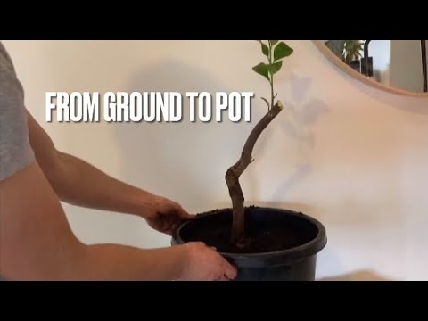 FIRST Steps in Turning a LEMON TREE into a Bonsai