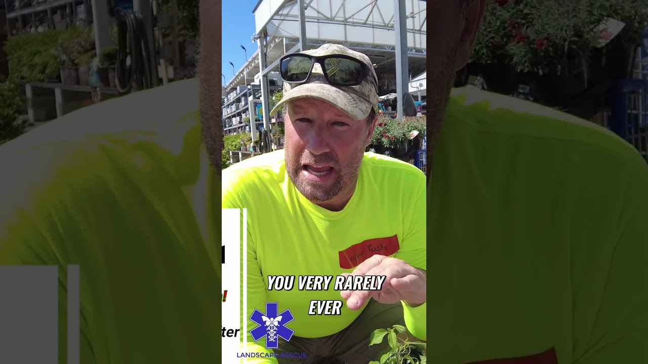 90% Of People Prune Clematis Wrong