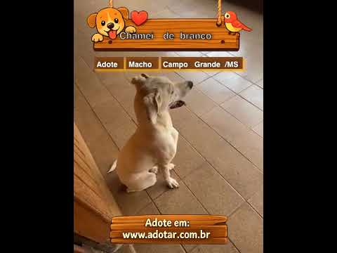 Vídeo de Chamei de branco