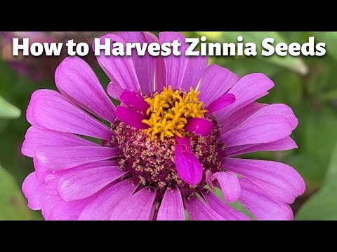 How to Harvest Zinnia Seeds! So EASY why aren’t you doing this???