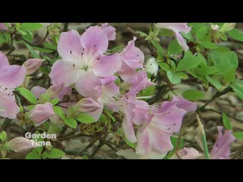 image-Are azalea trees deciduous?