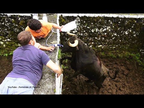 JAF - Desparasitação Das Vacas Espanholas Vindas De Santiago Domecq - (Dewormig The Cows) - Açores