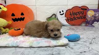 ハーフ犬の動画01