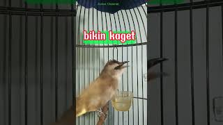 Download lagu trucuk cak cok suara keras suara tembakannya kenceng bikin kaget mp3