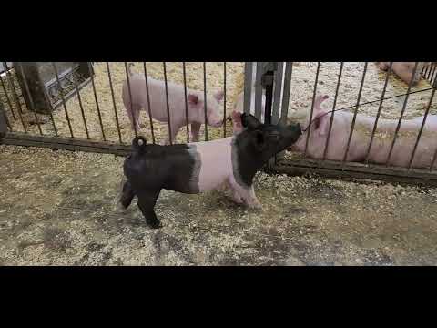 POWER FEMALE LOT 21 LAST MINUTE X KINGPIN EN 31-10