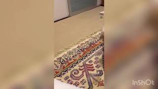 パピヨンのジジの子犬時代💕