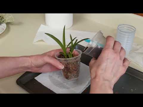 Unboxing Tolumnia Orchids / Watch Me Repot a Tolumnia in Moss