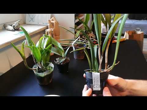 Orchid haul Part 1 - Schwerter Orchideenzucht