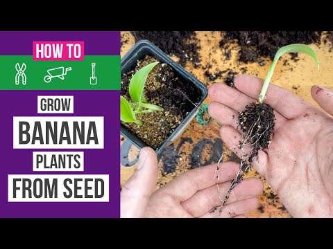 How to grow banana plants from seed at home 🌱🍌