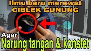 Download lagu oh ternyata begini Cara melatih ciblek gunung agar narung tangan dan gacor mp3 Download lagu oh ternyata begini Cara melatih ciblek gunung agar narung tangan dan gacor mp3