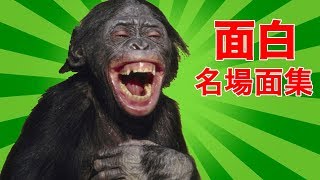 【ゲーム実況】猫だるgamesの面白名場面集＃１