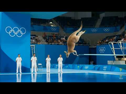 WILD Animals Take Over Olympic Diving Board/Ai Animation Lab