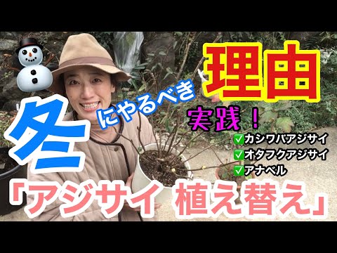 アジサイの移植:こうやってやる 植物
