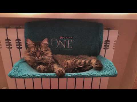 ОБЗОР ПОДАРКА ОТ PURINA ONE ✅ LOUNGER FOR A CAT