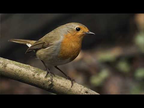 W Krainie Marzeń. Śpiewa Daniela Zabłocka .