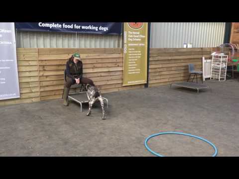Teaching the retrieve using target training