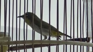 Download lagu Mata puteh New bird | young puteh | pleci Auriventer mp3
