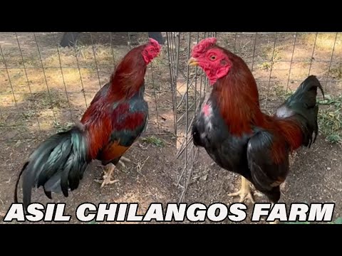 ASIL Chilango's Farm Xavier Rodriguez Barrios - Big Farm Tennessee USA